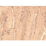 Immunohistochemistry - Anti-TSP23 Antibody [Tsp232A] (A304805) - Antibodies.com
