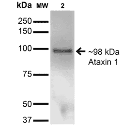 Western Blot - Anti-Ataxin 1 Antibody [S65-37] (A304806) - Antibodies.com