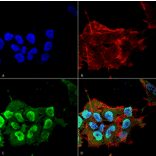 Immunocytochemistry/Immunofluorescence - Anti-Ataxin 1 Antibody [S65-37] (A304806) - Antibodies.com