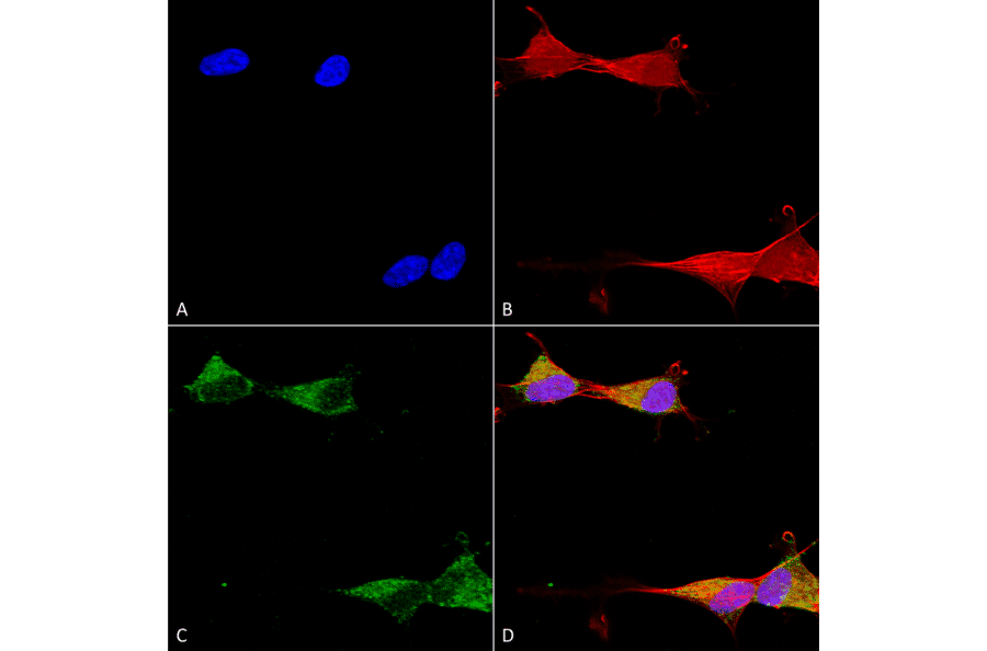 Immunocytochemistry/Immunofluorescence - Anti-Ataxin 1 Antibody [S65-37] (A304806) - Antibodies.com