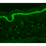 Immunohistochemistry - Anti-Phosphotyrosine Antibody [G104] (A304807) - Antibodies.com