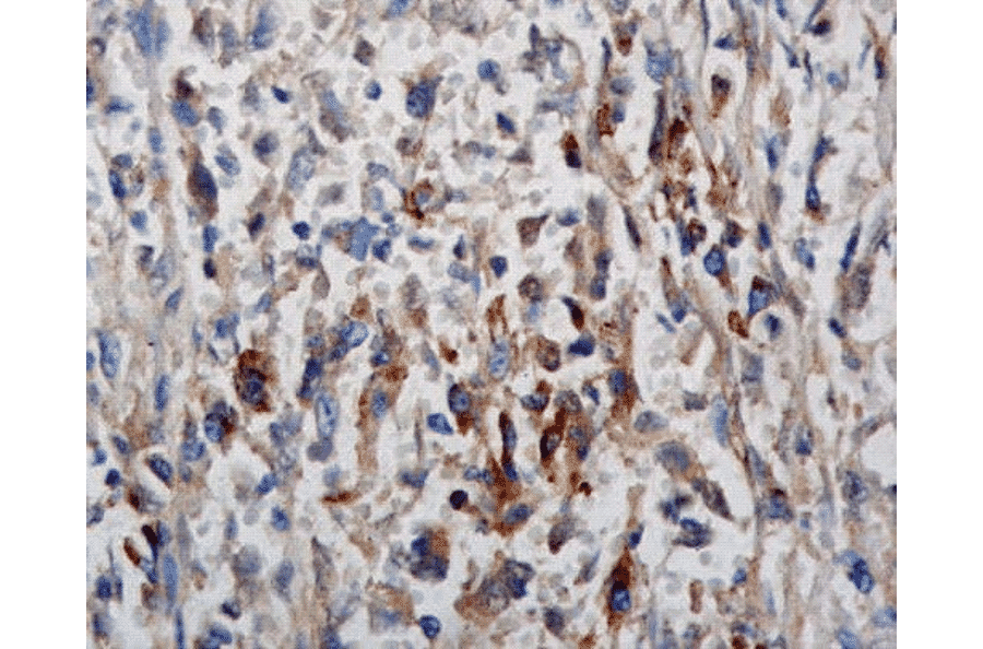 Immunohistochemistry - Anti-Phosphotyrosine Antibody (A304808) - Antibodies.com