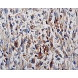 Immunohistochemistry - Anti-Phosphotyrosine Antibody (A304808) - Antibodies.com