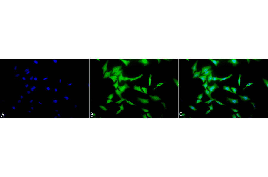 Immunocytochemistry/Immunofluorescence - Anti-Phosphotyrosine Antibody (A304808) - Antibodies.com