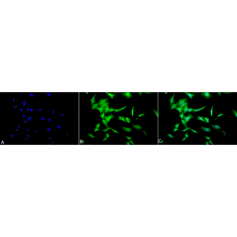 Immunocytochemistry/Immunofluorescence - Anti-Phosphotyrosine Antibody (A304808) - Antibodies.com