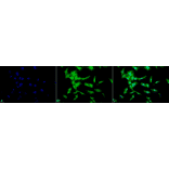 Immunocytochemistry/Immunofluorescence - Anti-Phosphotyrosine Antibody (A304808) - Antibodies.com