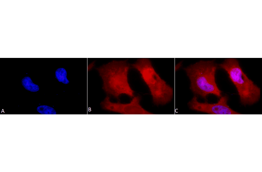 Immunocytochemistry/Immunofluorescence - Anti-Phosphotyrosine Antibody (A304808) - Antibodies.com