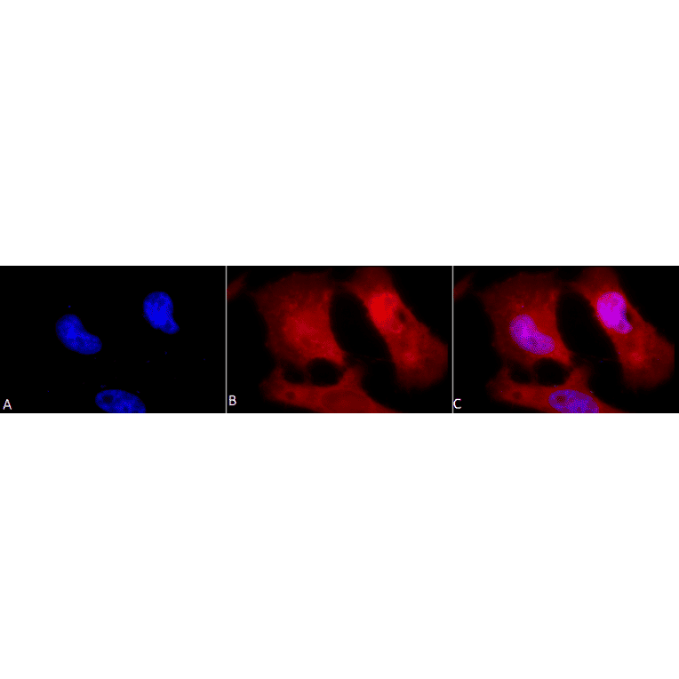 Immunocytochemistry/Immunofluorescence - Anti-Phosphotyrosine Antibody (A304808) - Antibodies.com