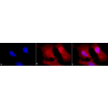 Immunocytochemistry/Immunofluorescence - Anti-Phosphotyrosine Antibody (A304808) - Antibodies.com