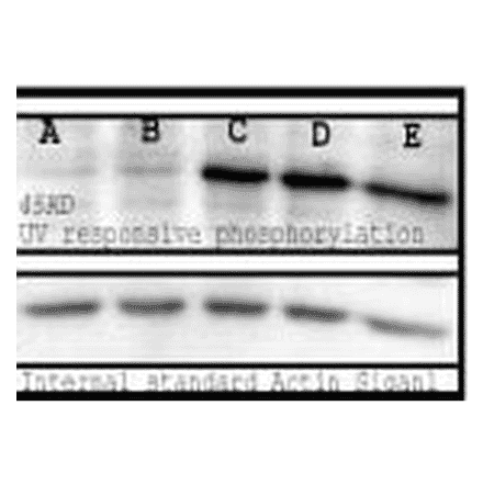 Western Blot - Anti-Phosphoserine Antibody (A304809) - Antibodies.com