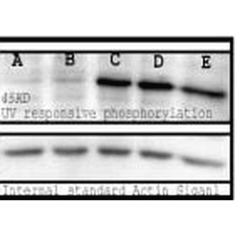 Western Blot - Anti-Phosphoserine Antibody (A304809) - Antibodies.com