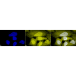 Immunocytochemistry/Immunofluorescence - Anti-Phosphoserine Antibody (A304809) - Antibodies.com