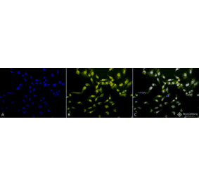 Immunocytochemistry/Immunofluorescence - Anti-Phosphothreonine Antibody (A304810) - Antibodies.com