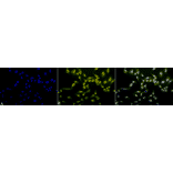 Immunocytochemistry/Immunofluorescence - Anti-Phosphothreonine Antibody (A304810) - Antibodies.com