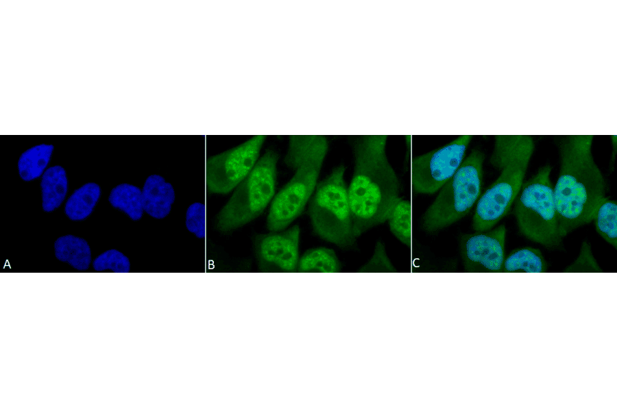 Immunocytochemistry/Immunofluorescence - Anti-Phosphothreonine Antibody (A304810) - Antibodies.com