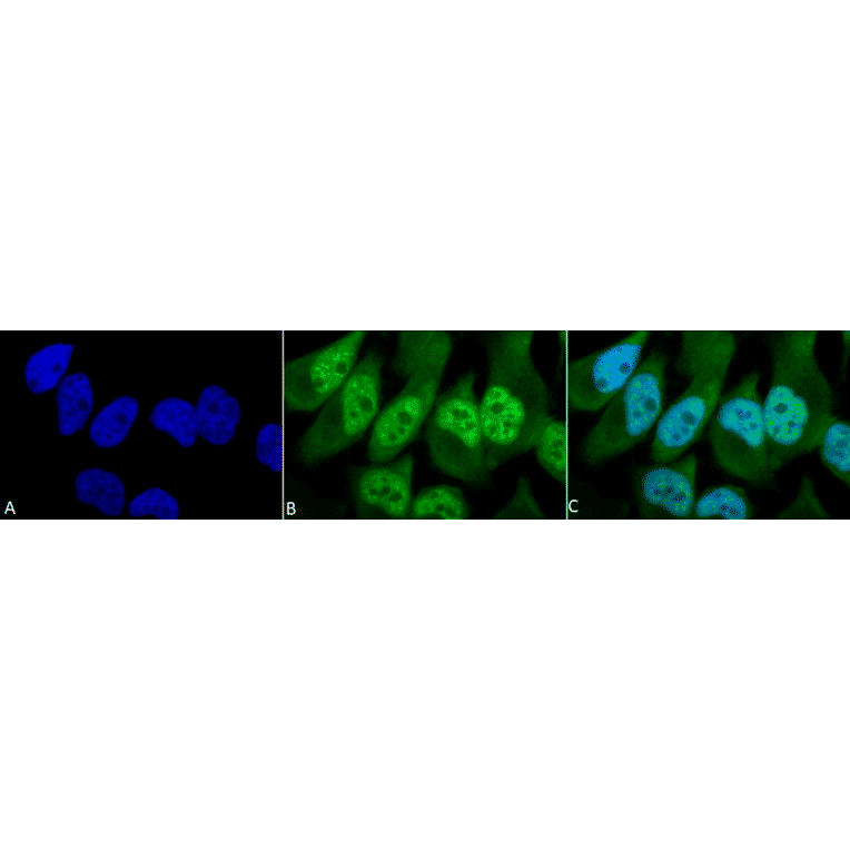 Immunocytochemistry/Immunofluorescence - Anti-Phosphothreonine Antibody (A304810) - Antibodies.com