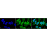 Immunocytochemistry/Immunofluorescence - Anti-Phosphothreonine Antibody (A304810) - Antibodies.com