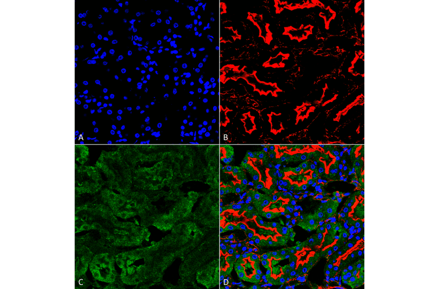 Immunohistochemistry - Anti-Sulfotyrosine Antibody [7C5] (A304811) - Antibodies.com