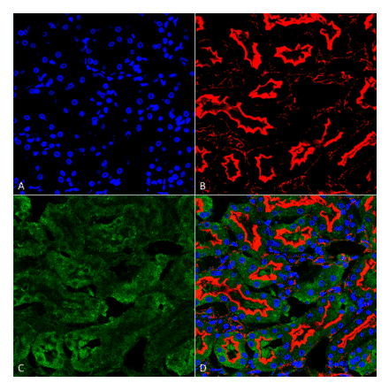 Immunohistochemistry - Anti-Sulfotyrosine Antibody [7C5] (A304811) - Antibodies.com
