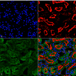 Immunohistochemistry - Anti-Sulfotyrosine Antibody [7C5] (A304811) - Antibodies.com