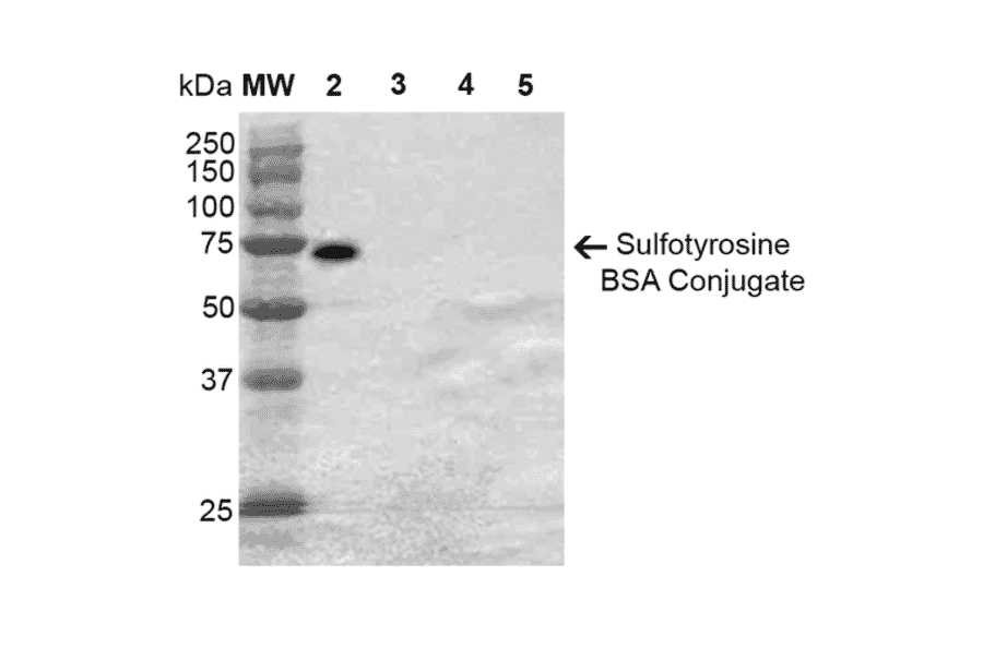 Western Blot - Anti-Sulfotyrosine Antibody [7C5] (A304811) - Antibodies.com