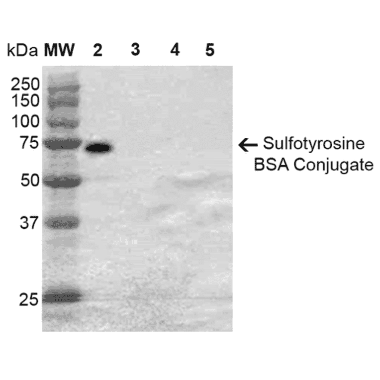 Western Blot - Anti-Sulfotyrosine Antibody [7C5] (A304811) - Antibodies.com