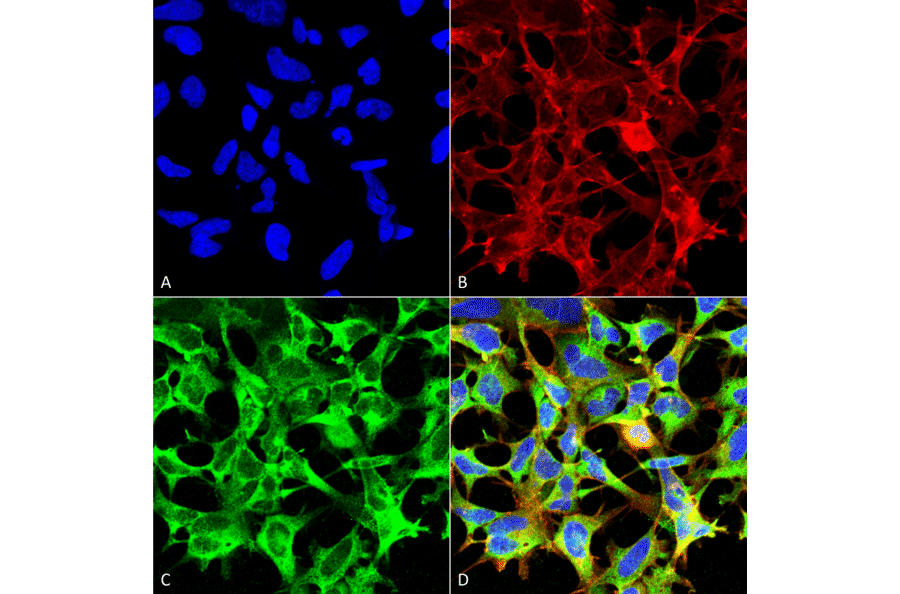 Immunocytochemistry/Immunofluorescence - Anti-Sulfotyrosine Antibody [7C5] (A304811) - Antibodies.com