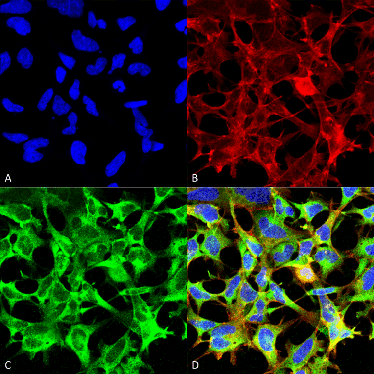 Immunocytochemistry/Immunofluorescence - Anti-Sulfotyrosine Antibody [7C5] (A304811) - Antibodies.com