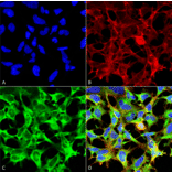 Immunocytochemistry/Immunofluorescence - Anti-Sulfotyrosine Antibody [7C5] (A304811) - Antibodies.com