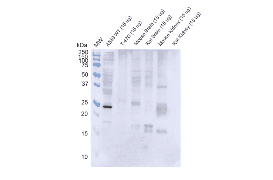 Western Blot - Anti-Rab3D Antibody [5E9] (A304812) - Antibodies.com