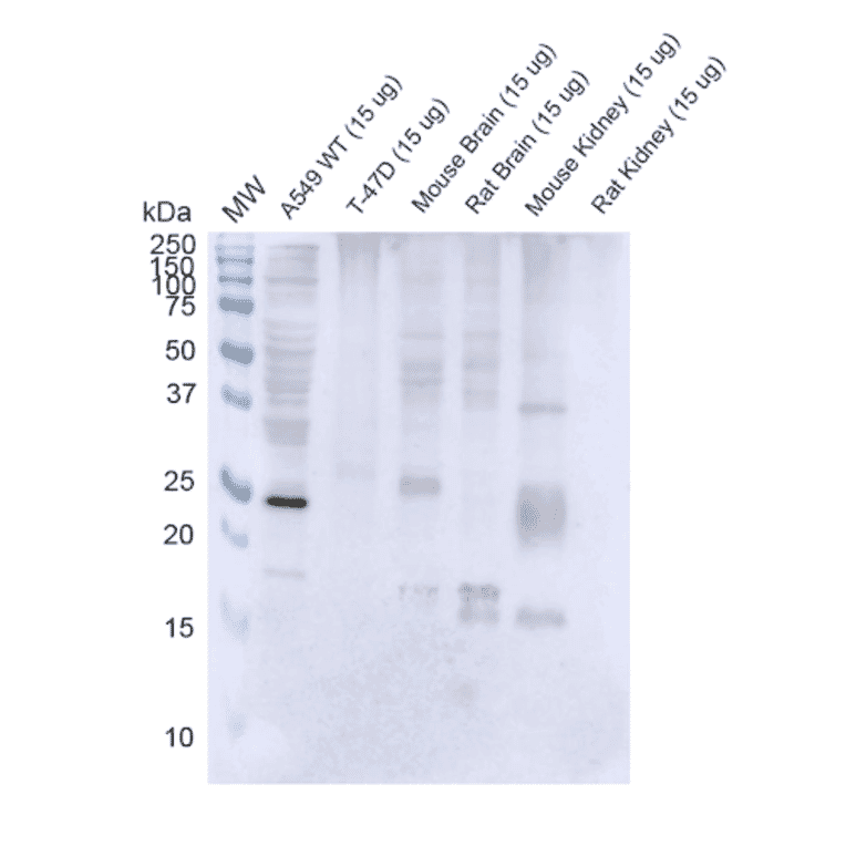 Western Blot - Anti-Rab3D Antibody [5E9] (A304812) - Antibodies.com