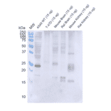 Western Blot - Anti-Rab3D Antibody [5E9] (A304812) - Antibodies.com