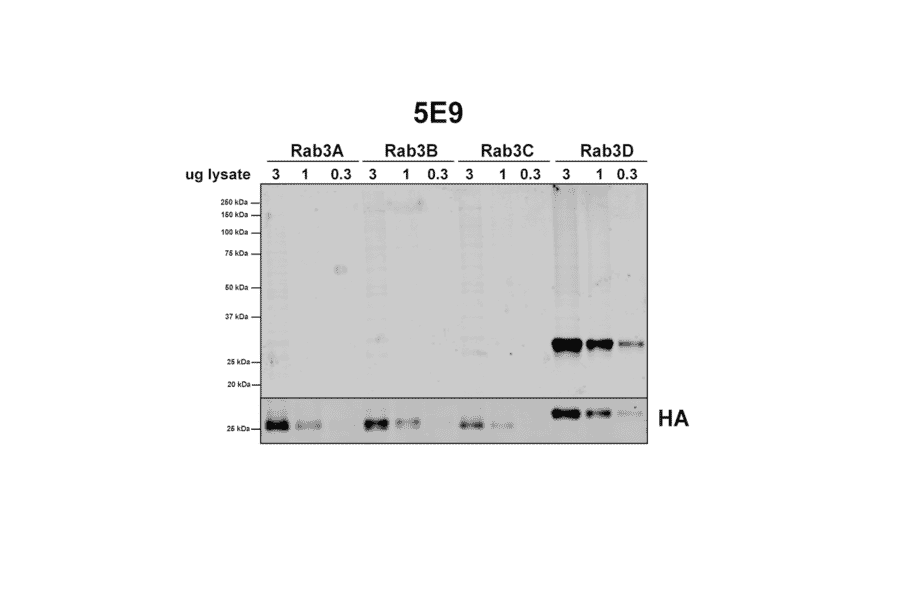 Western Blot - Anti-Rab3D Antibody [5E9] (A304812) - Antibodies.com