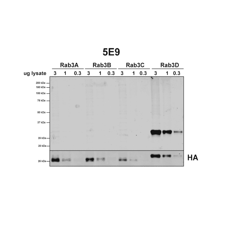 Western Blot - Anti-Rab3D Antibody [5E9] (A304812) - Antibodies.com