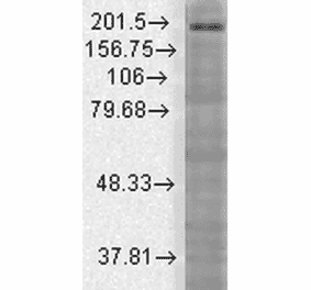 Western Blot - Anti-SHANK3 Antibody [S69] (A304813) - Antibodies.com