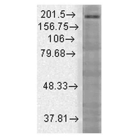 Western Blot - Anti-SHANK3 Antibody [S69] (A304813) - Antibodies.com
