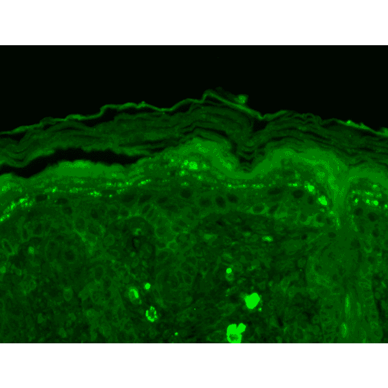 Immunohistochemistry - Anti-SHANK3 Antibody [S69] (A304813) - Antibodies.com