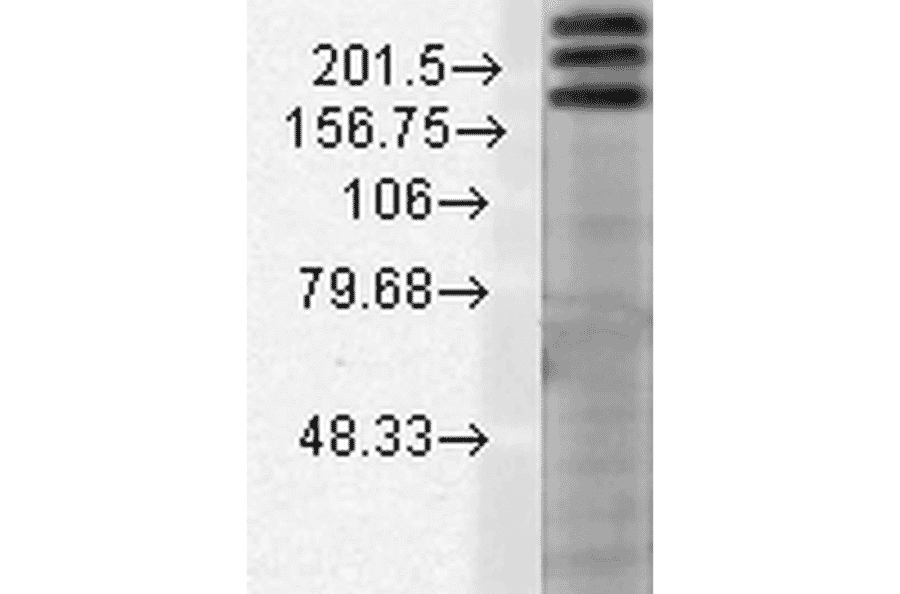 Western Blot - Anti-SHANK1 Antibody [N22/21] (A304815) - Antibodies.com