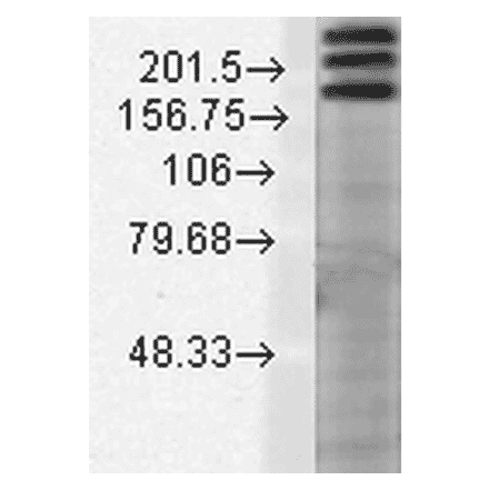 Western Blot - Anti-SHANK1 Antibody [N22/21] (A304815) - Antibodies.com