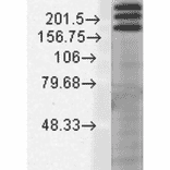 Western Blot - Anti-SHANK1 Antibody [N22/21] (A304815) - Antibodies.com