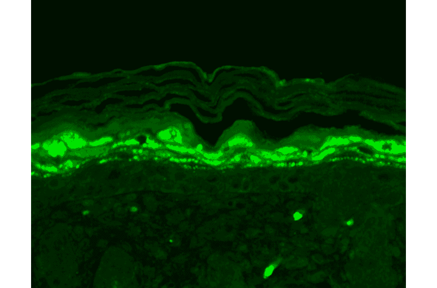 Immunohistochemistry - Anti-SHANK1 Antibody [N22/21] (A304815) - Antibodies.com