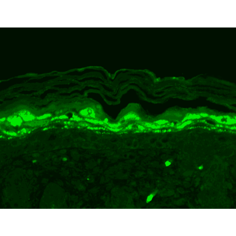 Immunohistochemistry - Anti-SHANK1 Antibody [N22/21] (A304815) - Antibodies.com