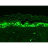 Immunohistochemistry - Anti-SHANK1 Antibody [N22/21] (A304815) - Antibodies.com