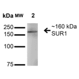 Western Blot - Anti-SUR1 Antibody [S289-16] (A304817) - Antibodies.com