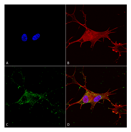 Immunocytochemistry/Immunofluorescence - Anti-Synaptotagmin VII Antibody [S275-14] (A304818) - Antibodies.com