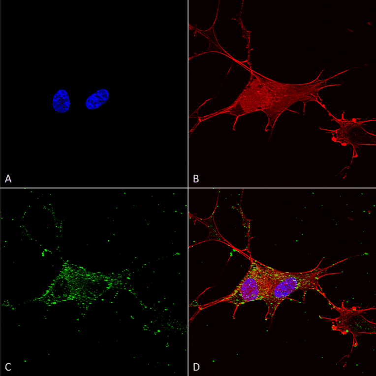 Immunocytochemistry/Immunofluorescence - Anti-Synaptotagmin VII Antibody [S275-14] (A304818) - Antibodies.com