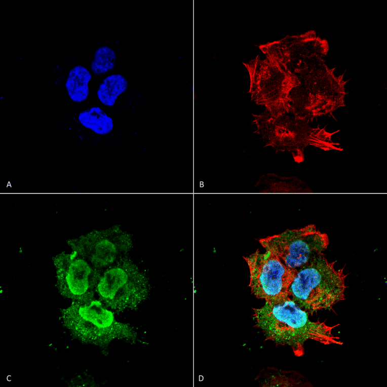 Immunocytochemistry/Immunofluorescence - Anti-Synaptotagmin VII Antibody [S275-14] (A304818) - Antibodies.com