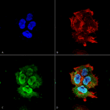 Immunocytochemistry/Immunofluorescence - Anti-Synaptotagmin VII Antibody [S275-14] (A304818) - Antibodies.com