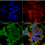 Immunocytochemistry/Immunofluorescence - Anti-KCNK3 Antibody [S374-48] (A304820) - Antibodies.com
