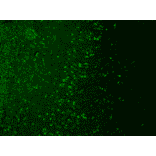 Immunohistochemistry - Anti-TRPM7 Antibody [S74] (A304821) - Antibodies.com